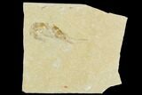 Cretaceous Fossil Shrimp - Lebanon #123943-1